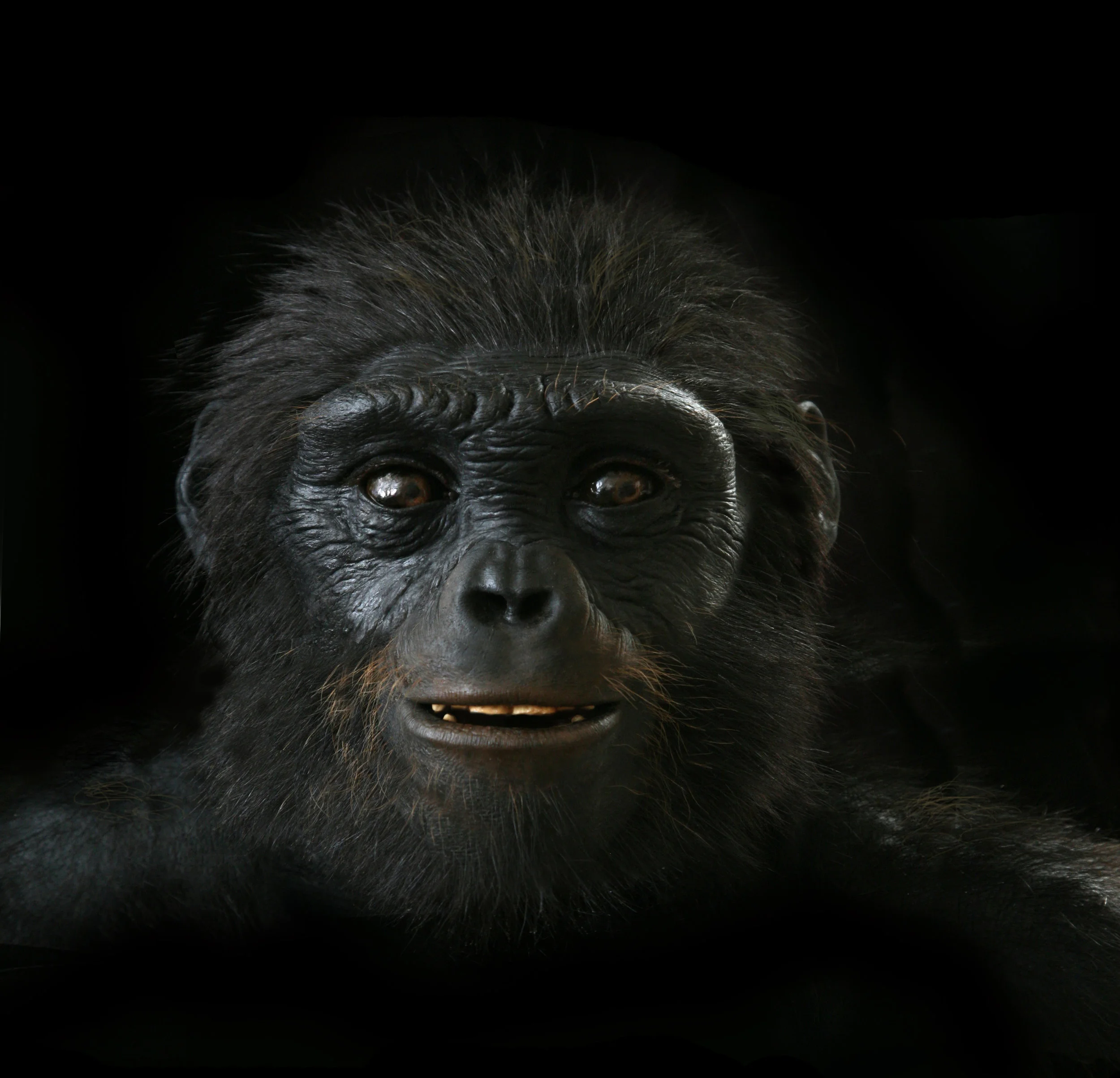 Ardipithecus ramidus — John Gurche